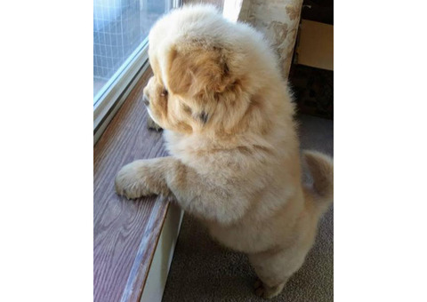 Chow Chow male puppies needing forever homes