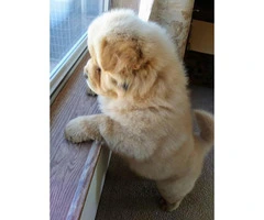 Chow Chow male puppies needing forever homes