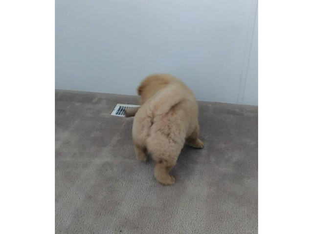 Chow Chow male puppies needing forever homes in Flagstaff ...