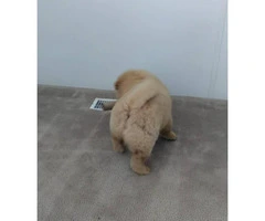 Chow Chow male puppies needing forever homes - 3