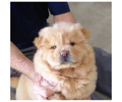 Chow Chow male puppies needing forever homes - 4