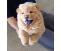 Chow Chow male puppies needing forever homes - 5