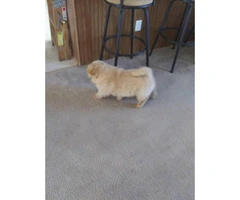 Chow Chow male puppies needing forever homes - 6
