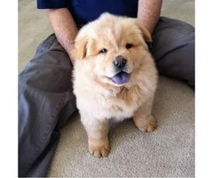 Chow Chow male puppies needing forever homes - 7
