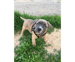 10 weeks American Bully puppy for sale