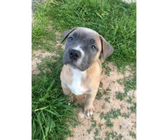 10 weeks American Bully puppy for sale - 2