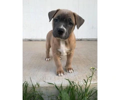 10 weeks American Bully puppy for sale - 3
