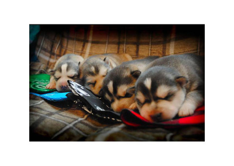 4 male Alusky puppies still available