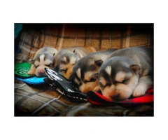 4 male Alusky puppies still available