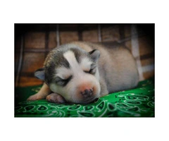 4 male Alusky puppies still available - 2
