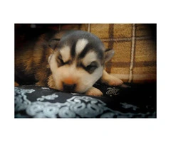 4 male Alusky puppies still available - 3