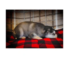 4 male Alusky puppies still available - 4