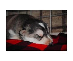 4 male Alusky puppies still available - 5