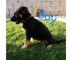 6 German Sheppard puppies ready for the good home - 2