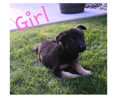 6 German Sheppard puppies ready for the good home - 4