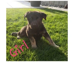 6 German Sheppard puppies ready for the good home - 6