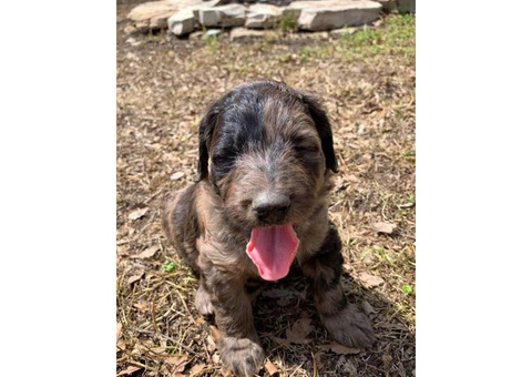 3 F1 Aussiedoodles for Sale