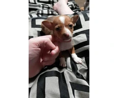 Two male Chihuahua's @ 6 weeks old