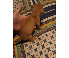 Two male Chihuahua's @ 6 weeks old - 2
