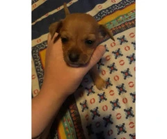 Two male Chihuahua's @ 6 weeks old - 4