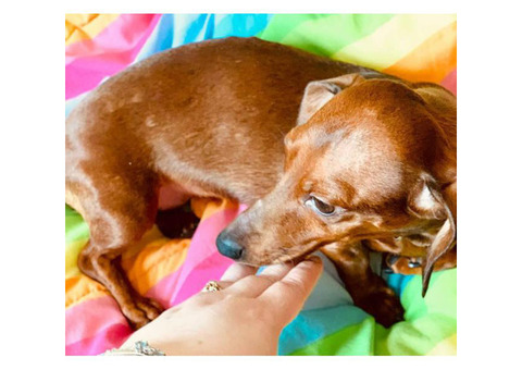 3yr old Red Female Dachshund to Rehome