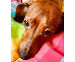 3yr old Red Female Dachshund to Rehome - 2