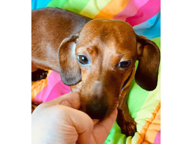3yr old Red Female Dachshund to Rehome in Asheville, North