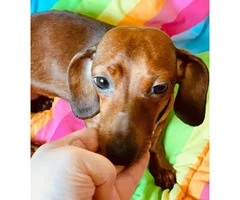 3yr old Red Female Dachshund to Rehome - 3
