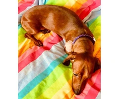3yr old Red Female Dachshund to Rehome - 4