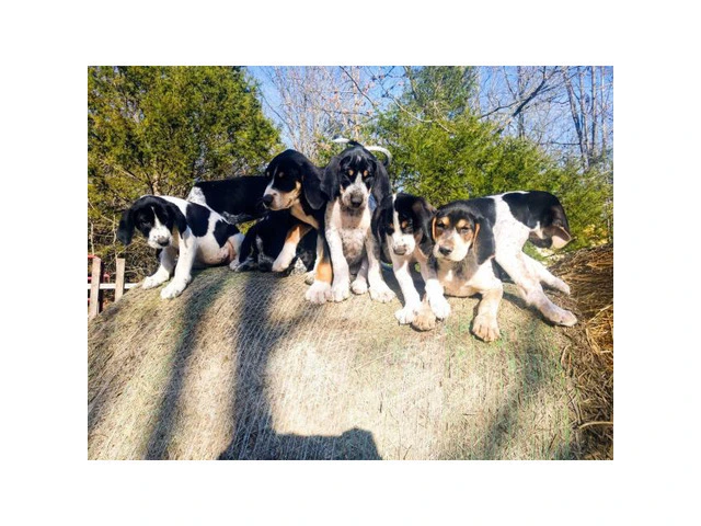 6 coonhound puppies left - 1/9