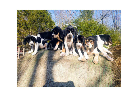 6 coonhound puppies left