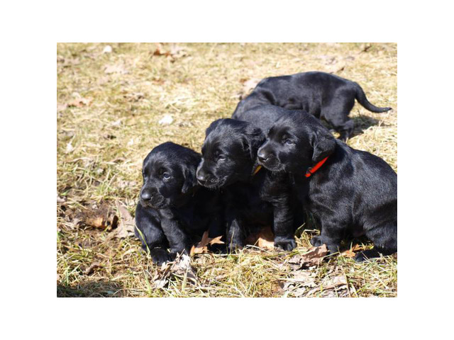registered labrador puppies