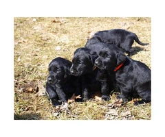 AKC Registered Black Lab Puppy for Sale