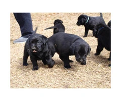 AKC Registered Black Lab Puppy for Sale - 2