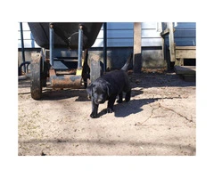 AKC Registered Black Lab Puppy for Sale - 5