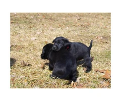 AKC Registered Black Lab Puppy for Sale - 6