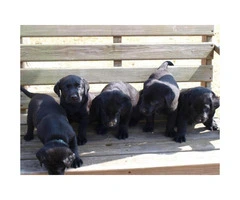 AKC Registered Black Lab Puppy for Sale - 7