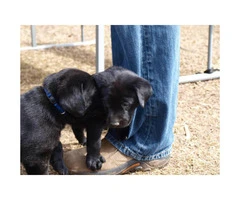 AKC Registered Black Lab Puppy for Sale - 8