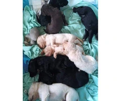 7 girls 2 boys Labradoodle puppies - 2