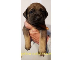 Full-blooded English Mastiff for adoption - 3