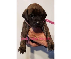 Full-blooded English Mastiff for adoption - 4