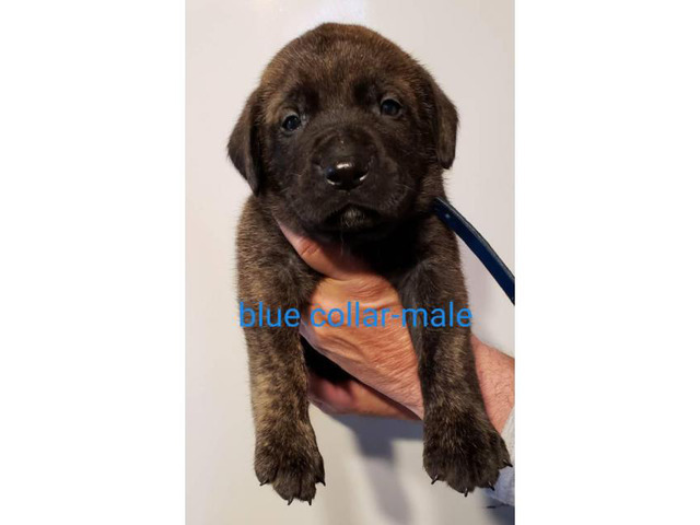 Full-blooded English Mastiff for adoption in Columbia, Missouri