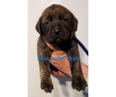 Full-blooded English Mastiff for adoption - 6