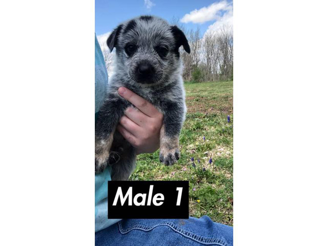 blue heeler puppies near me