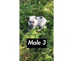 6 Blue Heeler Puppies for sale - 6