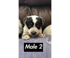 6 Blue Heeler Puppies for sale - 7