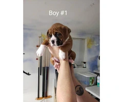 We've 1 male boxer puppy for sale