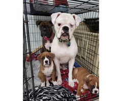We've 1 male boxer puppy for sale - 3