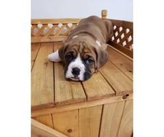 We've 1 male boxer puppy for sale - 4