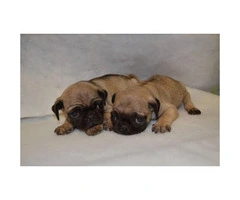 2 beautiful Pug Puppies $500 each